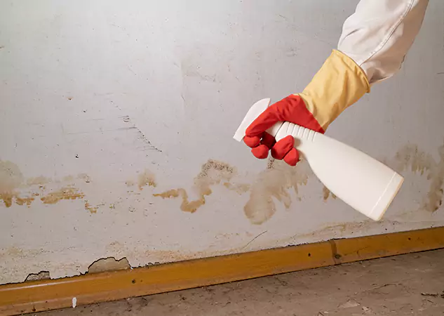 Your Water Restoration and Mold Remediation Specialists in Alpharetta, GA